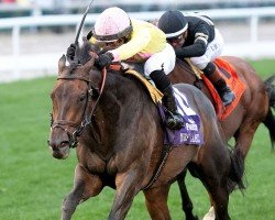horse Spirit of St Louis xx (Thoroughbred, 2019, from Medaglia d'Oro xx)
