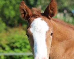 dressage horse Felina (Westphalian, 2021, from Felissimo 4)