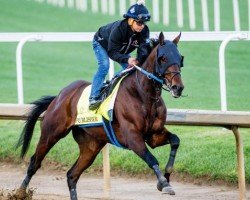 horse Publisher xx (Thoroughbred, 2022, from American Pharoah xx)