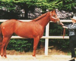 Pferd Zippos Eternal Hope (Quarter Horse, 1994, von Regal Conclusion)