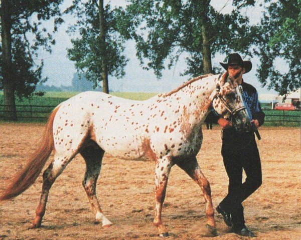 Pferd Feature Illusion (Appaloosa, 1993, von Ev's Red Baron)