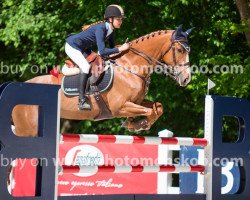 jumper Fonda B (Belgian Warmblood, 2005, from Apollo van het Lindebos)