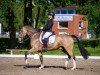 dressage horse Chicago (German Riding Pony, 2011, from FS Chacco Blue)