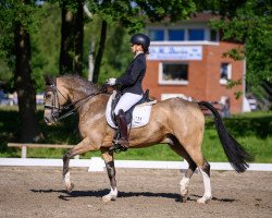 dressage horse Chicago (German Riding Pony, 2011, from FS Chacco Blue)