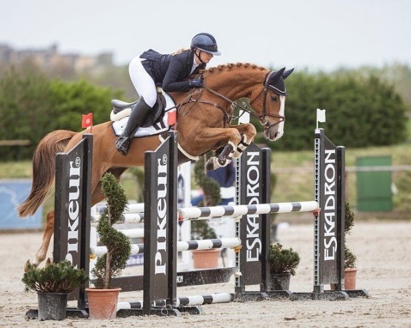 jumper Si Senjor's Devito (German Sport Horse, 2020, from Si Senjor)