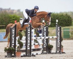 jumper Si Senjor's Devito (German Sport Horse, 2020, from Si Senjor)