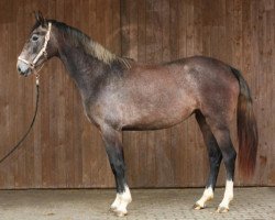 dressage horse Agraciada F (Westphalian, 2018, from Arango)