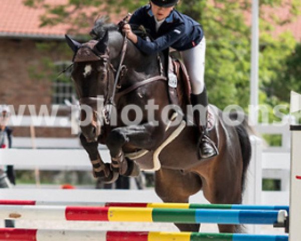 Springpferd Third Time Lucky (Schwedisches Warmblut, 2008, von Hof Schretstakens Callahan)