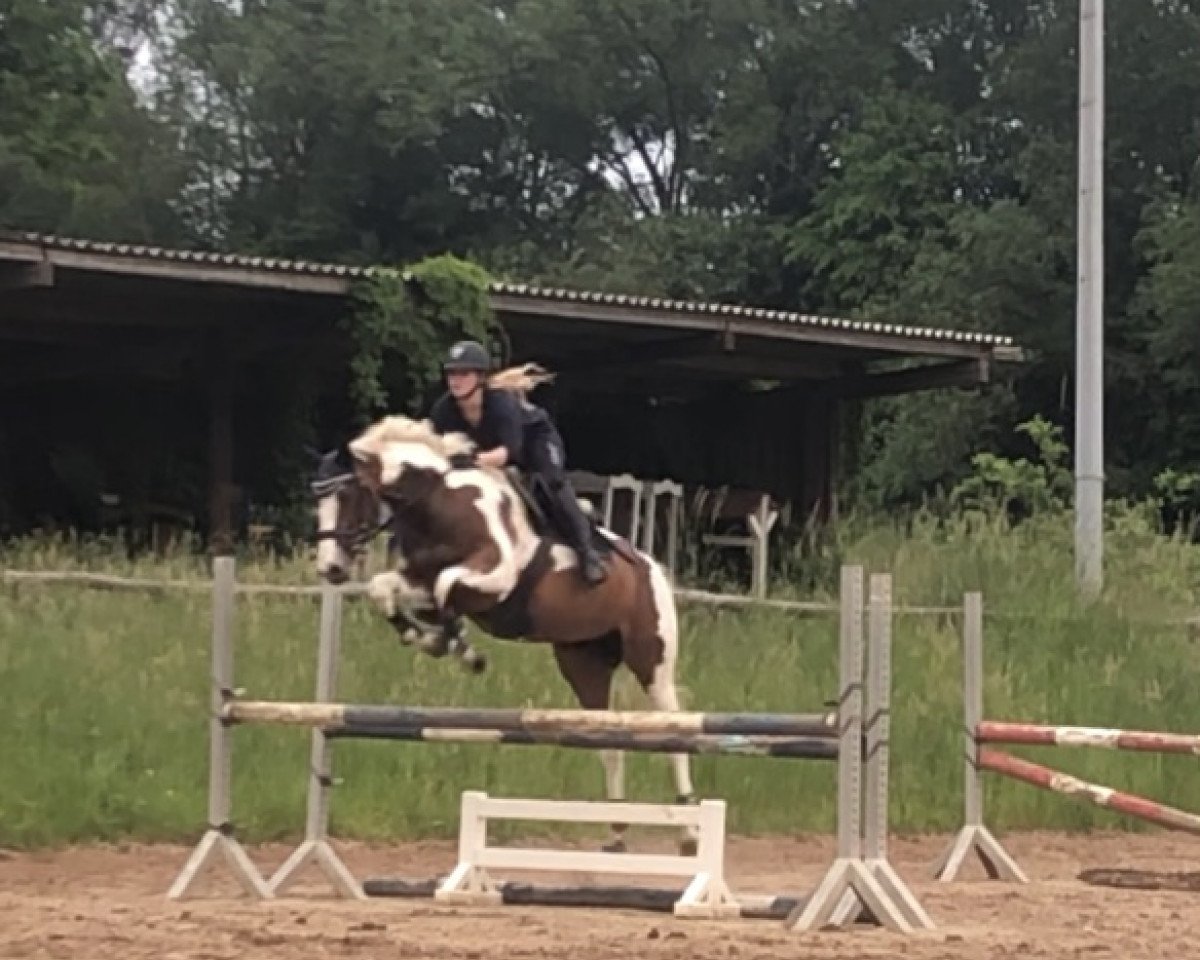 dressage horse Cassiopeia (Pinto with riding horses pedigree, 2017, from Golden Diamant)