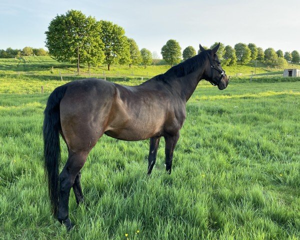 dressage horse Liberty Dream 2 (Oldenburg, 2010, from L'espoir)