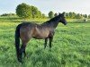 dressage horse Liberty Dream 2 (Oldenburg, 2010, from L'espoir)