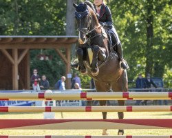 jumper Cappucino 34 (German Sport Horse, 2007, from Clarence C)