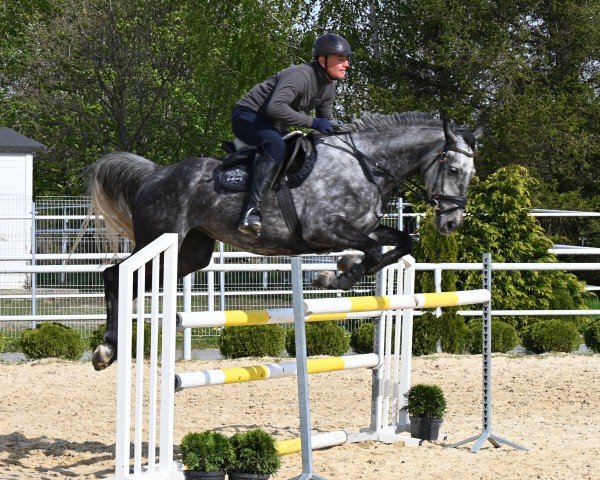 broodmare Bistakkata (Westphalian, 2020, from Pr.H. Bingo Boy)