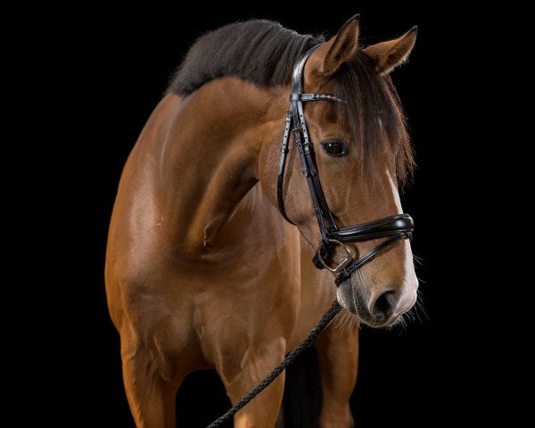 horse Emilio 128 (Westphalian, 2011, from Ehrenwort)