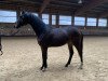 dressage horse Dolce Desiderio (Oldenburg, 2019, from Destano)