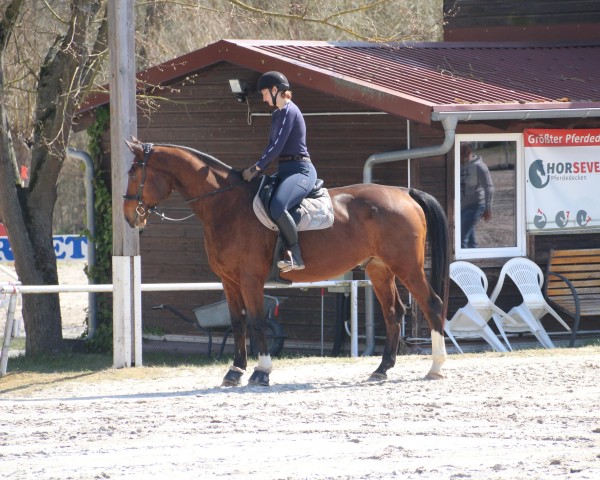 Springpferd Glückspfeil E (Westfale, 2011, von Goldfever 3)