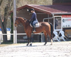 Springpferd Glückspfeil E (Westfale, 2011, von Goldfever 3)