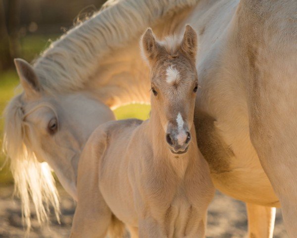 foal by Glück Auf das Leben CL (German Riding Pony, 2025, from Glück Auf A)