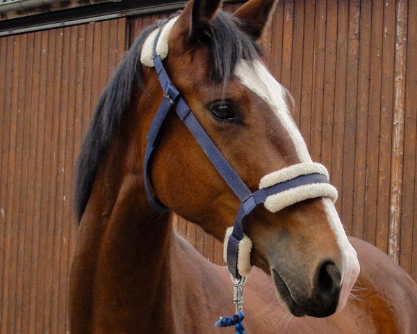 dressage horse Fly (Zangersheide riding horse, 2023, from Farbenspiel)