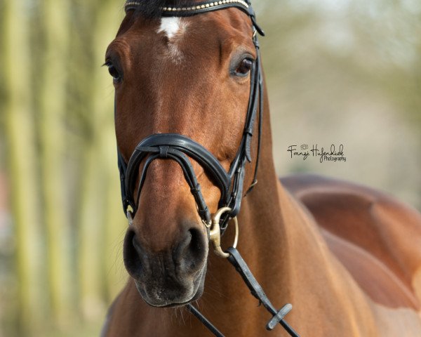 horse Hotte 6 (Westphalian, 2003)