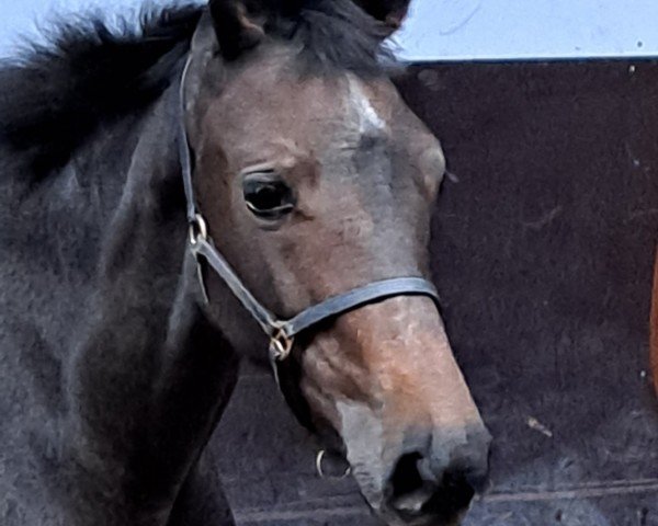 jumper Dream's Dittoria 2 (KWPN (Royal Dutch Sporthorse), 2023, from Dallas VDL Z)