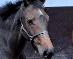 jumper Dream's Dittoria 2 (KWPN (Royal Dutch Sporthorse), 2023, from Dallas VDL Z)