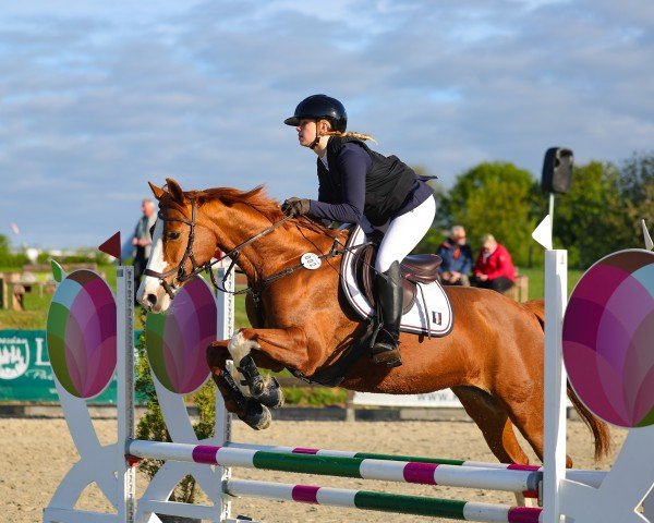 Springpferd Abalou 7 (Oldenburger, 2010, von Bon Balou 5)