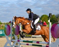 jumper Abalou 7 (Oldenburg, 2010, from Bon Balou 5)