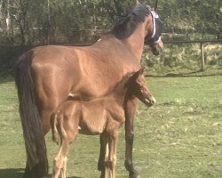 foal by Zuckerstückchen (Oldenburg, 2025, from Zauberdeyk)