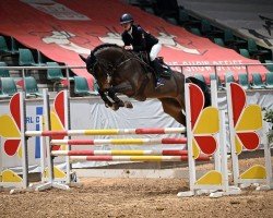 Springpferd Invictus 9 (KWPN (Niederländisches Warmblut), 2013, von Diamant de Semilly)