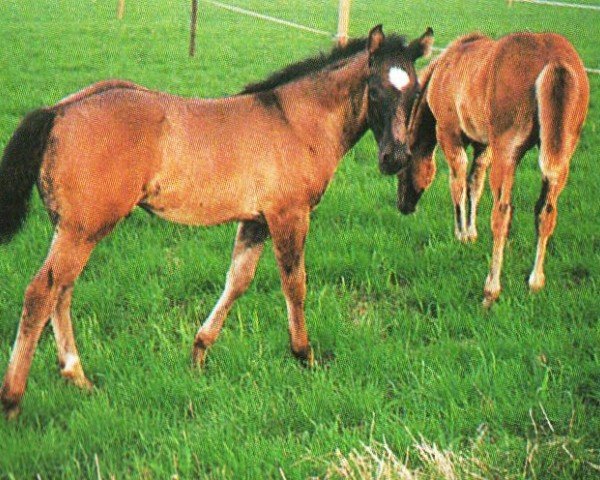 Pferd Doc Bandido Chex (Quarter Horse, 1995, von Doc Chex)