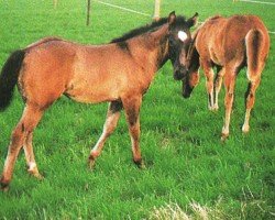 horse Doc Bandido Chex (Quarter Horse, 1995, from Doc Chex)
