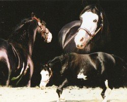 horse Bo Max (Paint Horse, 1999, from Mr Jet Max)