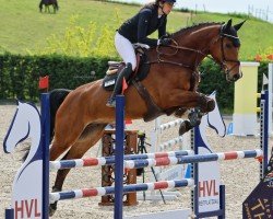 jumper Allegro 454 (Latvian Warmblood, 2018, from Acordplus)