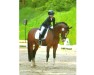Dressurpferd Barneby 31 (Deutsches Reitpony, 2013, von Bolero II)