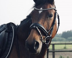 horse Ronja (Hanoverian, 2011, from Royaldik)