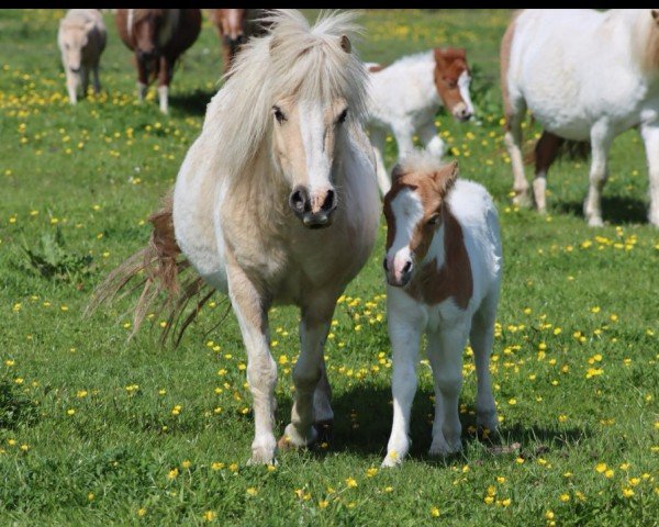 broodmare Amy-Phylis (Shetland Pony,  , from Ambitie van de Zandkamp)