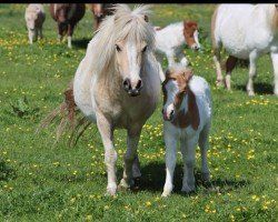 broodmare Amy-Phylis (Shetland Pony,  , from Ambitie van de Zandkamp)