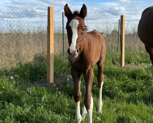 foal by Caleesi vom Haff (Mecklenburg, 2025, from Corello RS)