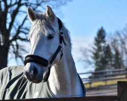 jumper Come to me 9 (Oldenburg show jumper, 2017)