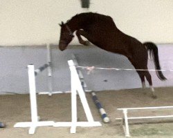 jumper Ti Amo Savannah FSH (Belgian Warmblood, 2019, from Romanov)