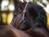 broodmare Butts Angel Delight (Hanoverian, 2014, from Duke of Hearts xx)