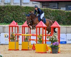 Springpferd Rose Du Marais DD (Belgisches Warmblut, 2017, von Kannan)