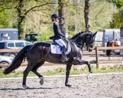 Dressurpferd Fille D'Or OLD (Oldenburger, 2017, von St. Schufro)