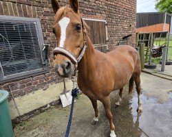 broodmare Coco Chanel 272 (German Riding Pony, 2011, from Capri Moon)
