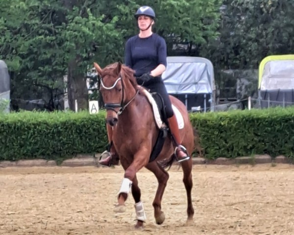 dressage horse Das Goldstück (Rhinelander, 2019, from Destano)