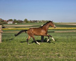jumper Jolsana-WM (German Sport Horse, 2022, from Courtier)