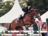 jumper Clinton (KWPN (Royal Dutch Sporthorse), 2007)