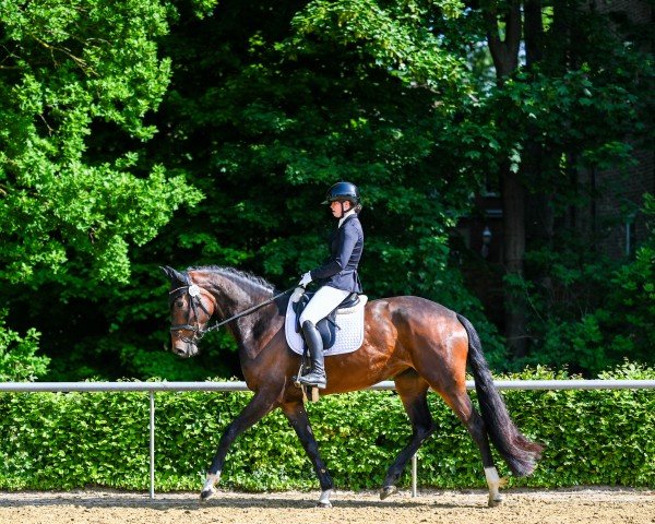 Dressurpferd Philou Diamond (KWPN (Niederländisches Warmblut), 2020, von Daily Diamond)