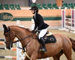 jumper Livia de Vy (Belgian Warmblood, 2017, from Howard du Seigneur)
